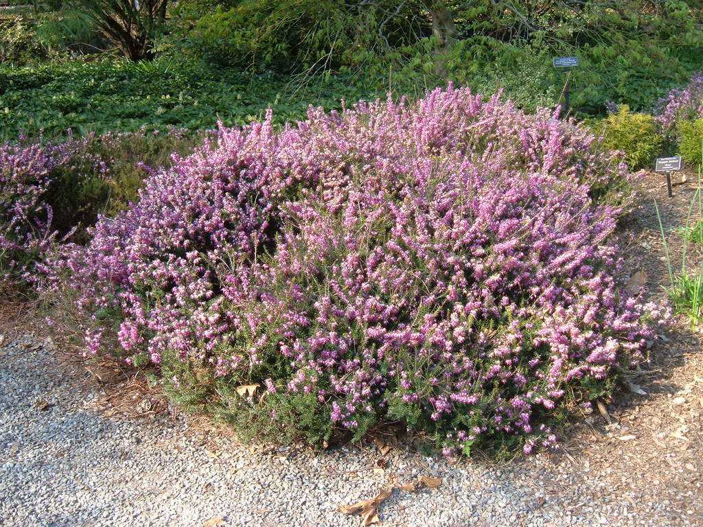Erica darleyensis 'Furzey'
